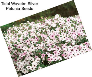 Tidal Wavetm Silver Petunia Seeds