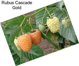 Rubus Cascade Gold