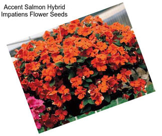 Accent Salmon Hybrid Impatiens Flower Seeds