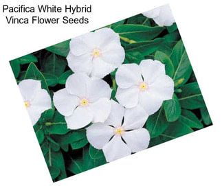 Pacifica White Hybrid Vinca Flower Seeds