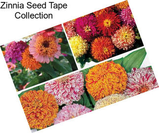 Zinnia Seed Tape Collection