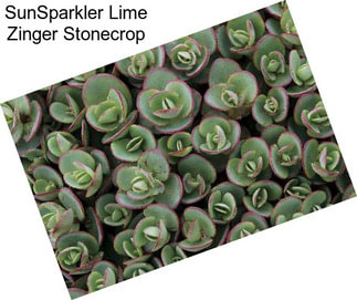 SunSparkler Lime Zinger Stonecrop