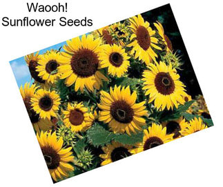 Waooh! Sunflower Seeds