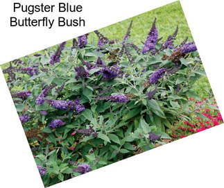 Pugster Blue Butterfly Bush