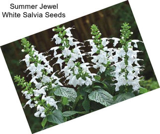 Summer Jewel White Salvia Seeds