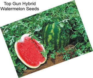 Top Gun Hybrid Watermelon Seeds