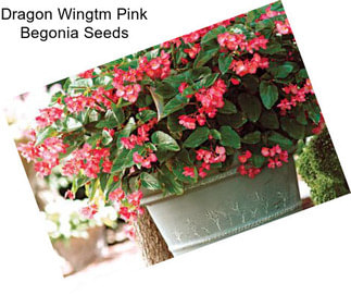 Dragon Wingtm Pink Begonia Seeds