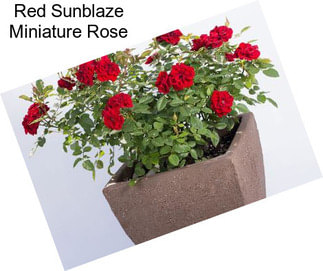 Red Sunblaze Miniature Rose