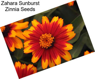 Zahara Sunburst Zinnia Seeds