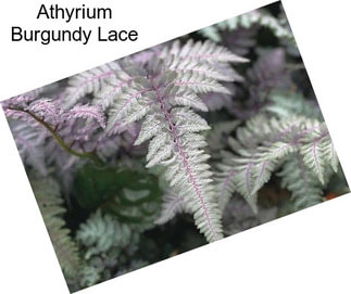 Athyrium Burgundy Lace