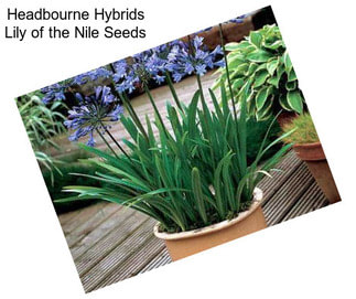 Headbourne Hybrids Lily of the Nile Seeds