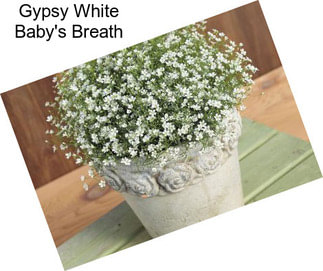 Gypsy White Baby\'s Breath