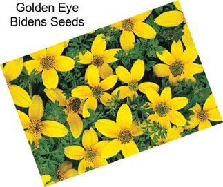 Golden Eye Bidens Seeds