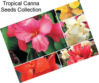 Tropical Canna Seeds Collection