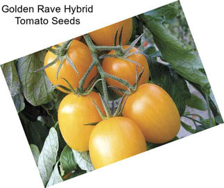 Golden Rave Hybrid Tomato Seeds