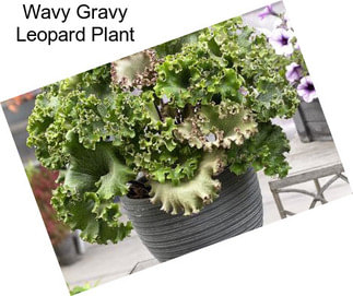 Wavy Gravy Leopard Plant