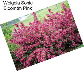 Weigela Sonic Bloomtm Pink