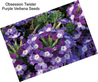 Obsession Twister Purple Verbena Seeds