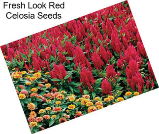 Fresh Look Red Celosia Seeds