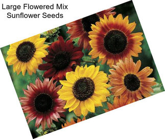 Large Flowered Mix Sunflower Seeds