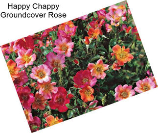 Happy Chappy Groundcover Rose
