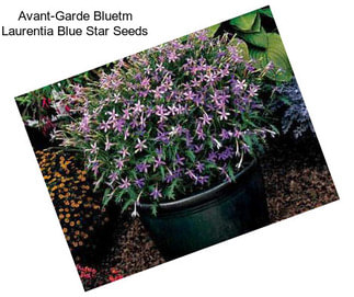 Avant-Garde Bluetm Laurentia Blue Star Seeds