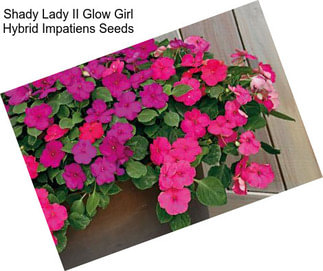 Shady Lady II Glow Girl Hybrid Impatiens Seeds