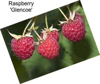 Raspberry \'Glencoe\'