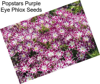 Popstars Purple Eye Phlox Seeds