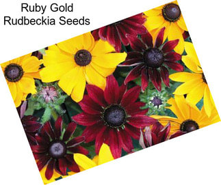 Ruby Gold Rudbeckia Seeds