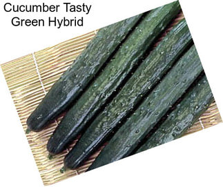 Cucumber Tasty Green Hybrid