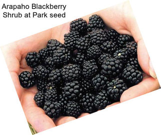 Arapaho Blackberry Shrub at Park seed