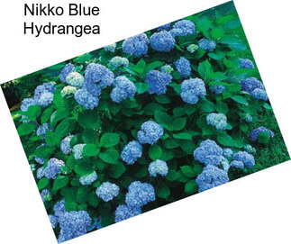 Nikko Blue Hydrangea