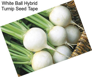 White Ball Hybrid Turnip Seed Tape