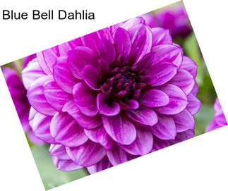 Blue Bell Dahlia