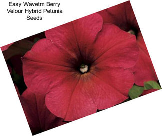 Easy Wavetm Berry Velour Hybrid Petunia Seeds