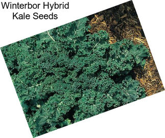 Winterbor Hybrid Kale Seeds