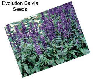 Evolution Salvia Seeds