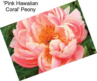 \'Pink Hawaiian Coral\' Peony