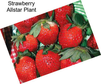 Strawberry Allstar Plant