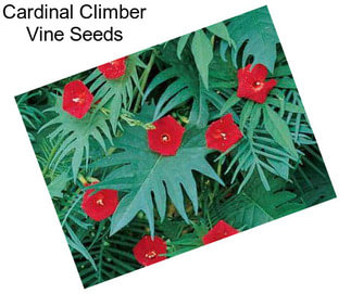 Cardinal Climber Vine Seeds