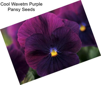 Cool Wavetm Purple Pansy Seeds