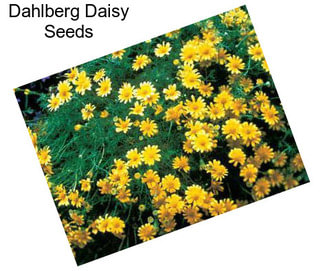 Dahlberg Daisy Seeds