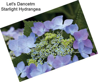 Let\'s Dancetm Starlight Hydrangea