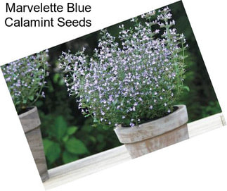 Marvelette Blue Calamint Seeds