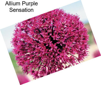 Allium Purple Sensation