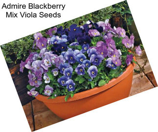 Admire Blackberry Mix Viola Seeds