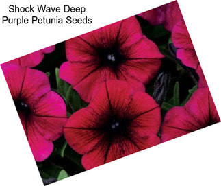 Shock Wave Deep Purple Petunia Seeds