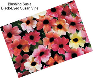 Blushing Susie Black-Eyed Susan Vine