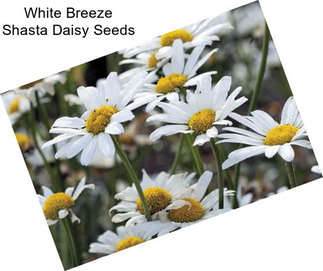 White Breeze Shasta Daisy Seeds